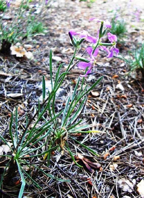 Matthiola incana